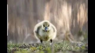 ВАРФАЙС РМ СОЛО