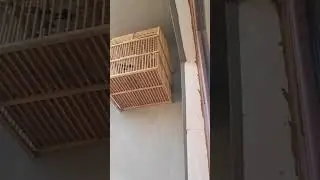 تغريد بلبل بصراوي سيحاني من بلابل ثامر صلاح وحلى لغات ع الطبيعه 