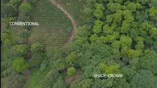 Shade-Grown v Conventional Coffee