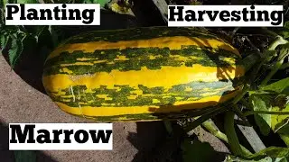 How to grow marrow | allotment growing | shokher bagan (কিভাবে ম্যাড়ো চাষ করবেন) শখের বাগান।