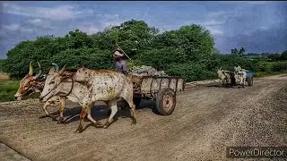 Bullock cart main road running Bullock cart videos / THAGADI VILLAGE