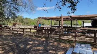 Horseback Trail Ride - Disney