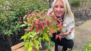 У Nandina Firepower такая насыщенная цветовая гамма даже зимой.