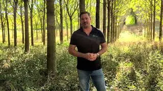 Paulownia Tree Benefits Explained: Ecological Advantages & Non-Invasive Kiri Wood Farming
