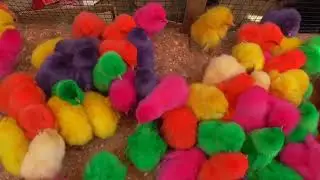 AYAM WARNA WARNA BEBEK ITIK KECIL LUCU