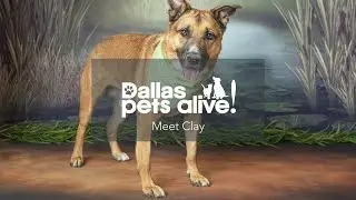 Meet Clay - The Dog Bachelor