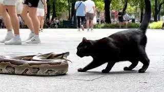 Cat vs Snake Fight in Public