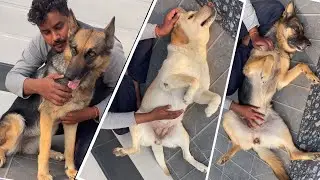 Dog Belly Rub | German Shepherd Belly Rub | Labrador Retriever Belly Rub | Dog Demands Belly Rub 