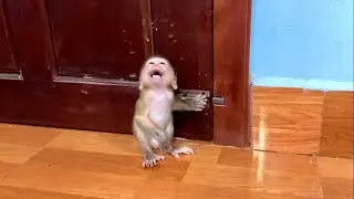 Tourtour Want To Open Door