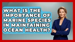 What Is the Importance of Marine Species in Maintaining Ocean Health? | The Marine Life Explorer