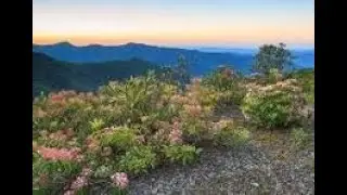 Mountain Laurel  (written by Sidney Payne)