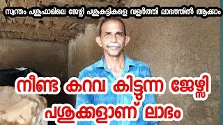 നീണ്ട കറവ കിട്ടുന്ന ജേഴ്&zwnj;സി പശുക്കളാണ് ലാഭം #edapparambilfarms #cowfarming