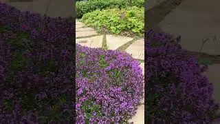 🌱 Что мы посадили вдоль кромки газона?
