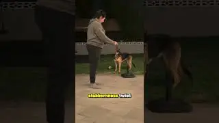 Почему собаки вдруг перестали выполнять команды 🤷&zwj;♂️🐶