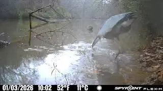 Great Blue Heron Hunting