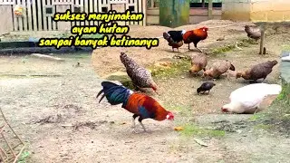 BARU 3 BULAN AYAM HUTAN SUDAH BISA DI TERNAK LEPAS LIAR DI RUMAH