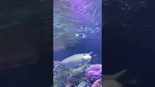 Speedy the Dartfish