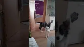 Tikdog nelly trickdog hilfshund