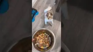 My dog gets SO EXCITED every time he&rsquo;s about to be fed. It&rsquo;s like he&rsquo;s never seen food before!😂