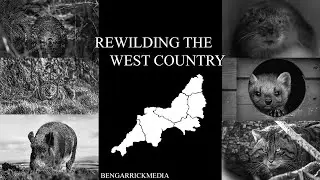 Rewilding The West Country