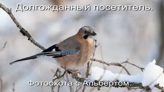 Фотоохота с Альбертом. Долгожданный посетитель.