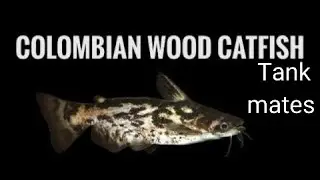 Colombian wood catfish tank mates .