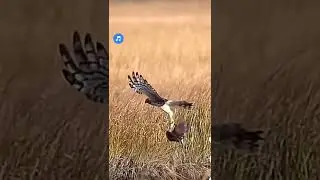 #explorethebeautyofnature #naturesvoice #natureinmetal #nature #natureanimals