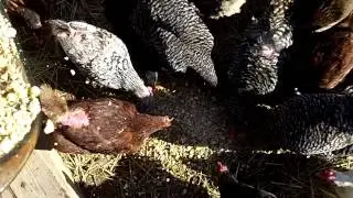 Boost The Immune System Of Your Chickens.