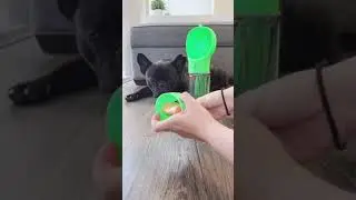 Best Dog Water Bottle | French Bulldog Reviews