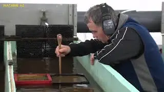 Salmon Eggs Harvesting - C&aacute;ch người nước ngo&agrave;i thu hoạch trứng c&aacute;
