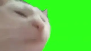 Cat vibing green screen