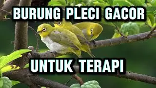 burung pleci gacor untuk terapi ‼️