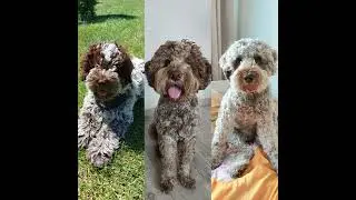 🐾🐶🌸#LagottoRomagnolo Miłośnicy 👩 🤠