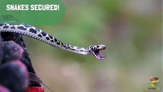 SNAKE SECURED!