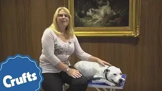 How To Measure Your Dog For Agility