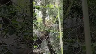 Amur Leopard Sounds