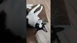 Когтеточка Cat Joy&trade;