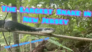 The Largest Snake in New Jersey!!!! Herping 2021