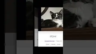 Silly Cat Names on PetFinder Part 5 #cats #catlover