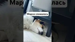Когда твоя собака спит не как все 😅 #corgi #dogsleeping