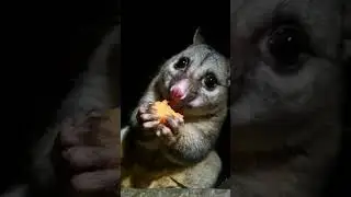 Jesus the possum, extreme close-up munching (16/3/23)