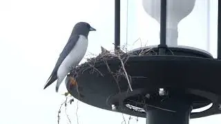 White-breasted Woodswallow with babies
