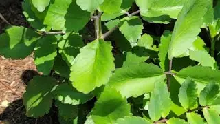 LEAF   of   LIFE   BENEFITS  AND  USES | Tree  Of  Life.
