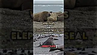 Walrus vs Elephant Seal