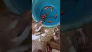 Bunny 🐰 Girls Playing Tub Carrot 🥕 Game 🤗🐰🥕💃💐