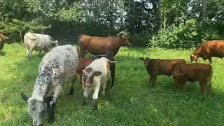 Farm Update - Storms, Cattle and Converting Cropland to Pasture