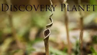 【4K】Cryptocoryne crispatula var flaccidifolia and tropical fish 3/3