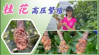 桂花繁殖-高空压条截枝法。桂花高压繁殖 air layering 成功的三大要点. Get your osmanthus for free (but you have to work for it).
