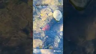Finding Red Jasper‼️