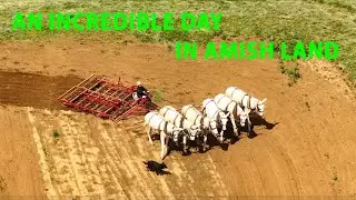 INCREDIBLY Busy Day in AMISH LAND- 32 Farmers Working in the Fields of Lancaster County